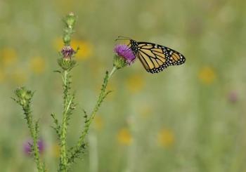 Orange Butterfly On Purple Flower Bloom II | Obraz na stenu