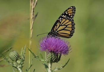 Orange Butterfly On Purple Flower Closeup | Obraz na stenu