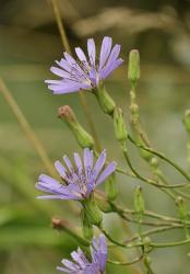 Lavender Floral Blooms | Obraz na stenu