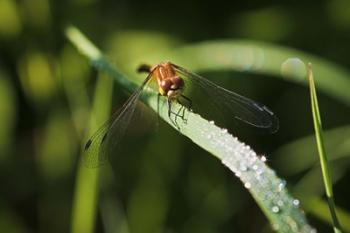 Orange Dragonfly On Green Stem | Obraz na stenu