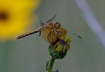 Orange Dragonfly on Green And Yellow Flower | Obraz na stenu