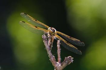 Orange Dragonfly On White Branch II | Obraz na stenu