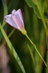 Pink And Purple Flower | Obraz na stenu