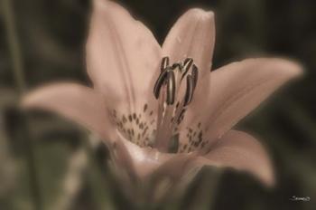 Pink And Black Flower Closeup | Obraz na stenu