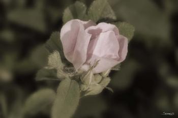 Pink Flower Closeup I | Obraz na stenu