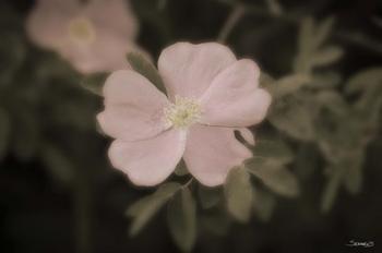 Pink Flower Garden Closeup | Obraz na stenu