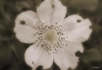 Open White Flower Bloom | Obraz na stenu