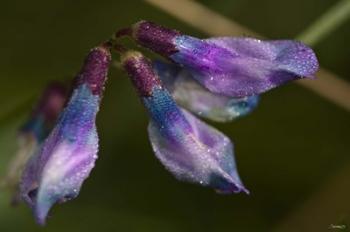 Purple And Blue Flower Buds Closeup | Obraz na stenu