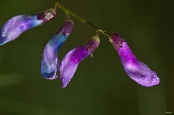 Purple And Blue Flower Buds | Obraz na stenu