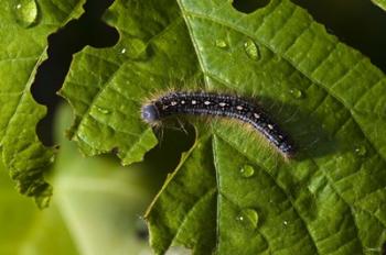 Catepillar And Broken Leaf | Obraz na stenu