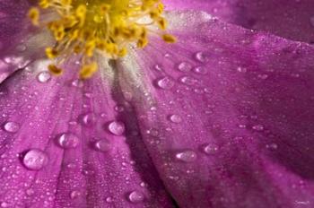 Pink And Yellow Flower With Dew I | Obraz na stenu