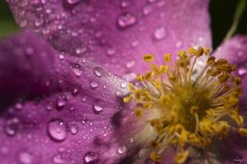 Pink And Yellow Flower With Dew II | Obraz na stenu