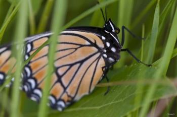 Orange And Black Butterfly On Leaf | Obraz na stenu