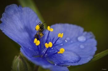 Bee On Blue Flower | Obraz na stenu