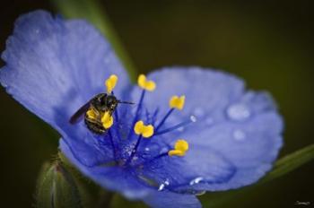 Bee On Blue And Yellow Flower | Obraz na stenu