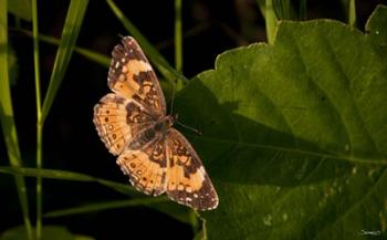 Orange And Brown Butterfly On Leaf | Obraz na stenu