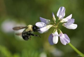 Bee On Purple Flower | Obraz na stenu