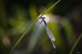 Turquoise Dragonfly On Blade | Obraz na stenu