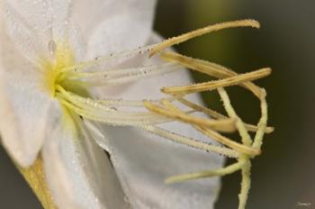 White Flower Bloomed Closeup | Obraz na stenu