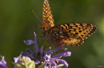 Orang Butterfly On Purple Wildflower | Obraz na stenu