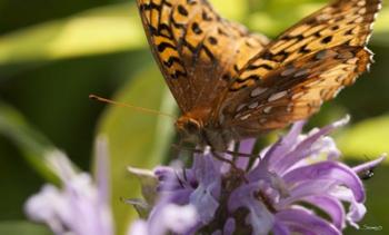 Orang Butterfly On Purple Wildflower Closeup | Obraz na stenu