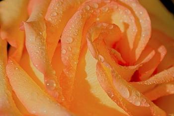 The Rose Orange And Raindrops | Obraz na stenu