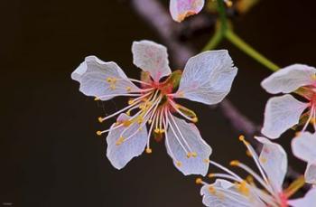 White Flower And Petals | Obraz na stenu