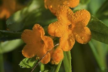 Orange Blossomed Flowers And Dew | Obraz na stenu