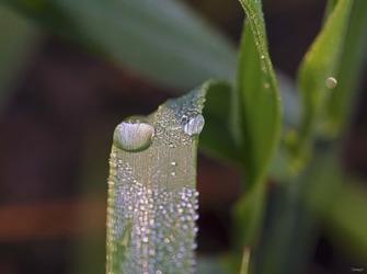 Raindrops On Leaf Blade Closeup | Obraz na stenu