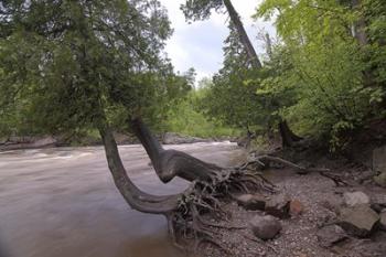 North Shore Trees | Obraz na stenu