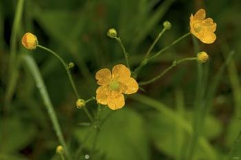 North Shore Yellow Wildflowers | Obraz na stenu