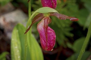 North Shore Red Flower Petal | Obraz na stenu