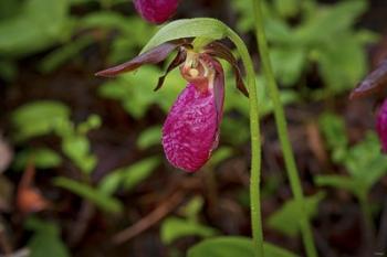 North Shore Red Flower And Greenery | Obraz na stenu