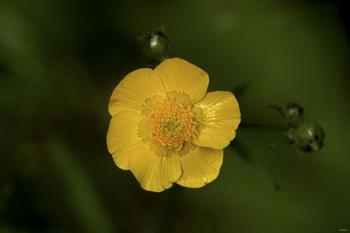 North Shore Yellow Flower | Obraz na stenu