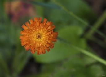 North Shore Orange Flower | Obraz na stenu