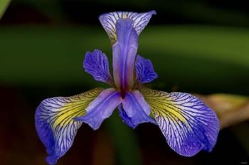 North Shore Purple And Yellow Flower Closeup | Obraz na stenu