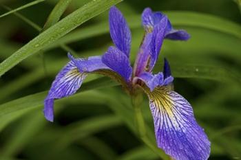 North Shore Purple And Yellow Flower | Obraz na stenu