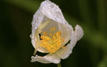 North Shore White Flower With Dew | Obraz na stenu