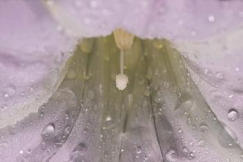 North Shore White Flower Closeup | Obraz na stenu