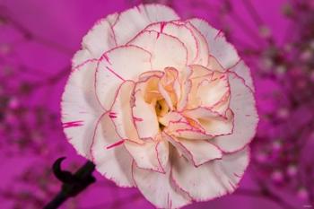 Pink And White Carnation On Magenta I | Obraz na stenu