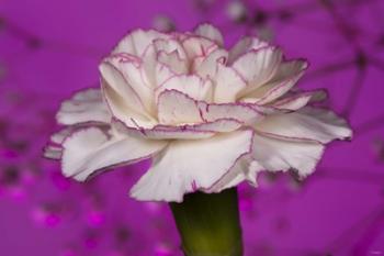 Pink And White Carnation On Purple I | Obraz na stenu