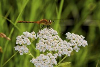 Orang Dragonfly On White Wild Flowers | Obraz na stenu