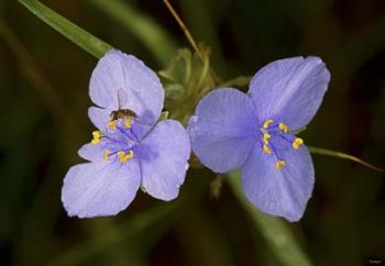 Bee On Purple Wild Flowers | Obraz na stenu