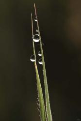 Morning Dew On Blades Of Grass | Obraz na stenu