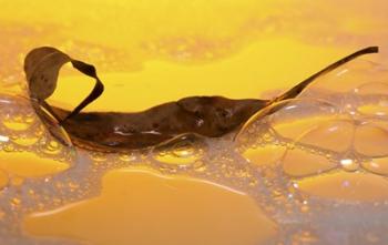 Leaf Floating In Yellow Water | Obraz na stenu