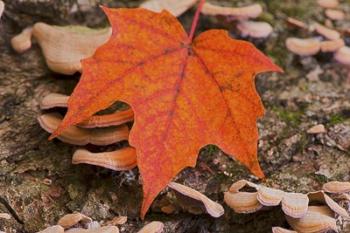 Fallen Red Leaf | Obraz na stenu