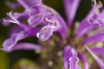 Purple Flower Petals Closeup | Obraz na stenu