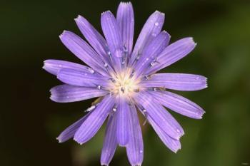 Purple Flower Petals And Dew Closeup I | Obraz na stenu