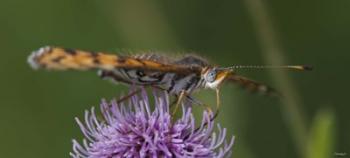 Orange Insect On Purple Flower | Obraz na stenu