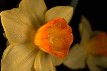 Orange And Yellow Flower Side View | Obraz na stenu